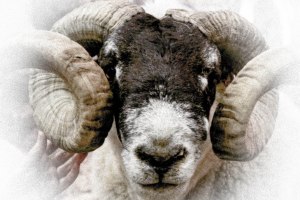 Actual Sheep-Shearing!